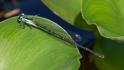 Anisagrion allopterum (Middle American Pearlwing) male-3.jpg